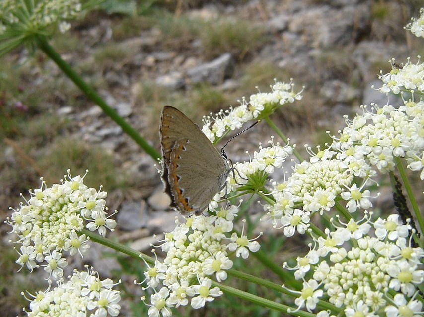 Roboris - Laeosopis roboris